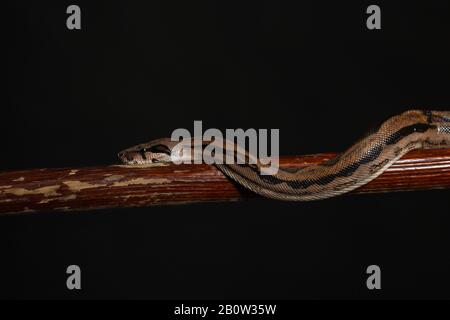 Royal Python oder Ball Python regius, Studio. Die Tarnfarben haben ein erstaunliches Muster. Die neugierige Schlange ist ein Tierreptil Stockfoto