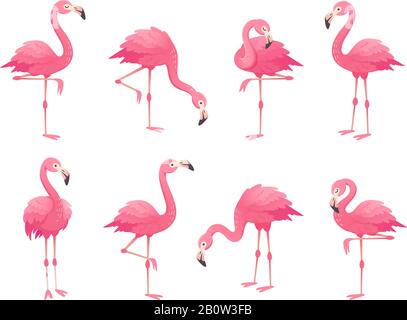Exotische rosafarbene Flamingovögel. Flamingo mit Rosenfedern steht auf einem Bein. Rosige Gefiederblättrige Vektor-Illustration für Vogelperspektive Stock Vektor