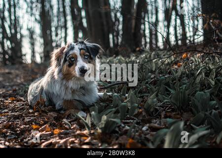 Hund austarlian Hirte auf dem Weg in wildem Knoblauchwald blaue Merle Stockfoto