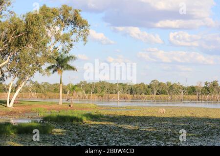 Kununurra Feuchtgebiete Western Australia Stockfoto