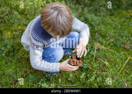 Junge picking up wilde Pilze im Wald Stockfoto