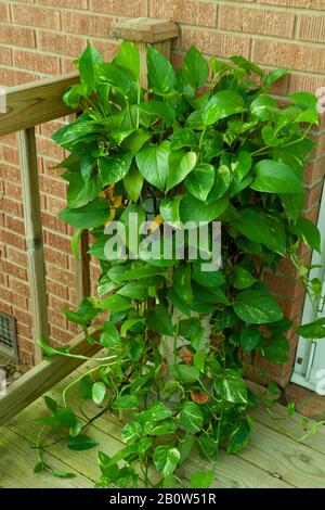 Eine variierte Philodendron-Anlage im Freien auf einer mit Druck behandelten Veranda. Stockfoto