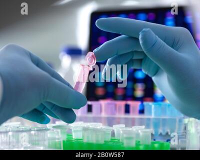 Wissenschaftler pipettieren DNA-Proben während eines Experiments im Labor mit dem DNA-Profil auf dem Monitorbildschirm in Mikrozentrifugenröhrchen. Stockfoto