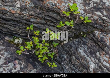 Willow, Salix spp., an Rodel-Falls, eine Kaskade, die den Kalksteinboden schnitzt, im Mount Robson Provincial Park, British Columbia, Kanada Stockfoto
