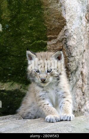 Europaeischer Luchs, Jungtier, Tierkinder, (Lynx Luchs), Stockfoto