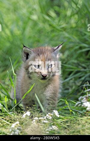 Europaeischer Luchs, Jungtier, Tierkinder, (Lynx Luchs), Stockfoto