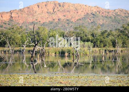 Kununurra Feuchtgebiete Western Australia Stockfoto