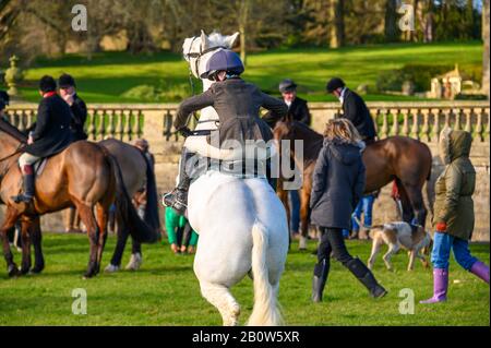 Aske Hall, Richmond, North Yorkshire, Großbritannien - 08. Februar 2020: Pferd des jungen Pferdes, das zu Beginn einer Fuchsjagd auf seinen Hinterbeinen aufragend ist Stockfoto