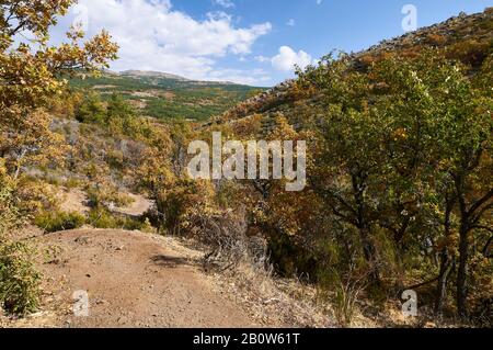 Senda de Carretas Pfad im Herbst in Hayedo de Tejera Negra (Parque Natural Sierra Norte de Guadalajara, Cantalojas, Castilla-La Mancha, Spanien) Stockfoto