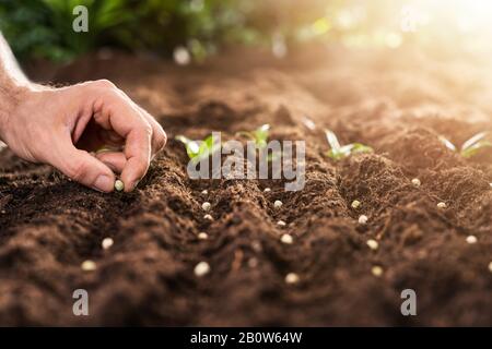 Die Hand des Bauern, Die Samen In Den Boden In Den Reihen Anpflanzen Stockfoto