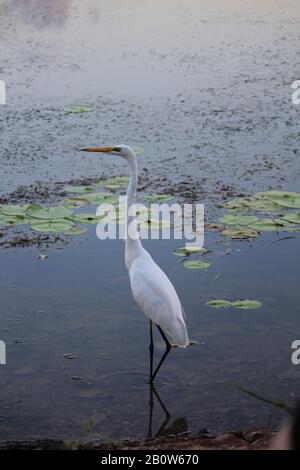 Östlicher großer Egret, Kununurra Stockfoto