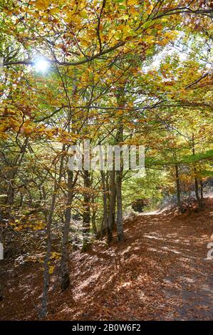 Buche Wald in Senda Carretas Pfad in Hayedo de Tejera Negra (Parque Natural Sierra Norte de Guadalajara, Cantalojas, Castilla-La Mancha, Spanien) Stockfoto