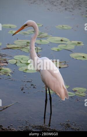 Östlicher großer Egret, Kununurra Stockfoto