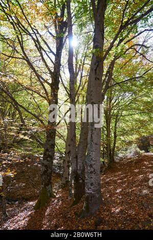 Buche Wald in Senda Carretas Pfad in Hayedo de Tejera Negra (Parque Natural Sierra Norte de Guadalajara, Cantalojas, Castilla-La Mancha, Spanien) Stockfoto