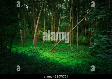 Ein geknebelter Baum in üppig grünen Wäldern Stockfoto