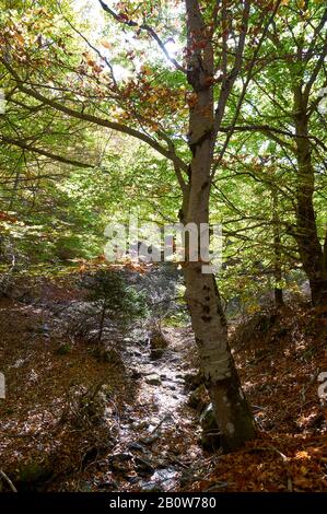 Buche Wald in Senda Carretas Pfad in Hayedo de Tejera Negra (Parque Natural Sierra Norte de Guadalajara, Cantalojas, Castilla-La Mancha, Spanien) Stockfoto