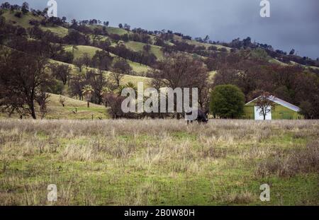 Eine Winterszene in Nordkalifornien, in der das Gras nach einem trockenen Sommer und dringend benötigtem Regen von beige zu grün wird. Einsame Kuh Und Grünbarn Stockfoto