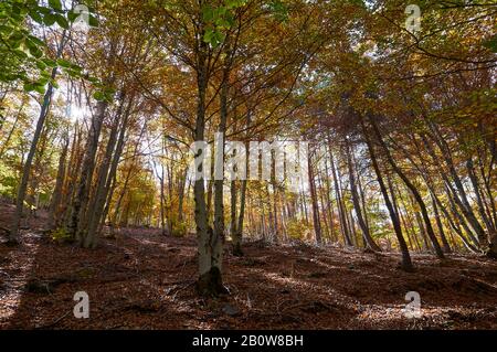 Buche (Fagus sylvatica) in Senda Carretas Pfad in Hayedo de Tejera Negra (Sierra Norte de Guadalajara, Cantalojas, Castilla-La Mancha, Spanien) Stockfoto