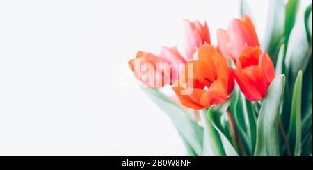 Nahaufnahme von rotem Tulpenstrauß isoliert auf weißem Hintergrund. Kreativer Frühlingsknospenrahmen. Frühlingsbanner für Ostern und Feiertage. Frühling gar Stockfoto