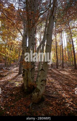 Buche (Fagus sylvatica) in Senda Carretas Pfad in Hayedo de Tejera Negra (Sierra Norte de Guadalajara, Cantalojas, Castilla-La Mancha, Spanien) Stockfoto