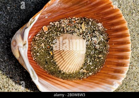 Eine Meeresschale umschließt eine kleinere Schale, die auf etwas Sand ruht. Die Schalen wuchsen so und wurden bei Ebbe gefunden. Stockfoto