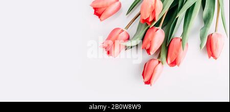 Rosa-Tulpen-Bouquet isoliert auf weißem Hintergrund von oben. Draufsicht auf die rote Blumenknospe. Design mit Grußkarten im Frühjahr und ostern. Pastell minimal Stockfoto