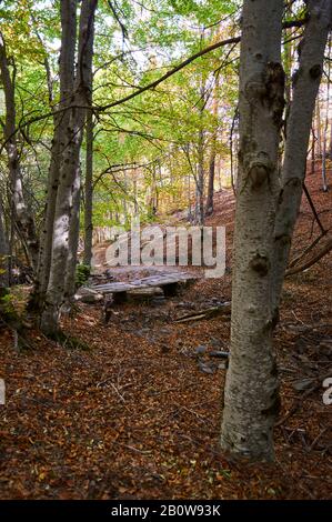 Senda de Carretas Pfad im Herbst in Hayedo de Tejera Negra (Parque Natural Sierra Norte de Guadalajara, Cantalojas, Castilla-La Mancha, Spanien) Stockfoto