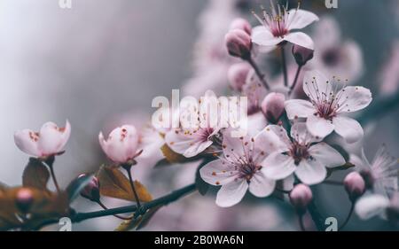 Nahaufnahme der Frühlingsblüte auf dunklem Bokeh-Hintergrund. Makro Kirschblütenbaum Zweig. Blühende Landschaft mit Obstgarten im Frühling. Wunderschönes EA Stockfoto