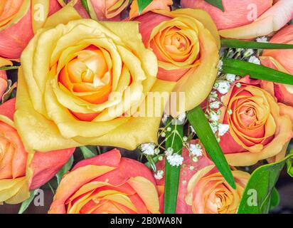 Nahaufnahme von oben gelb mit rotem Rosen-Füllrahmen Stockfoto