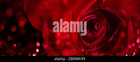 Die Nahaufnahme von valentinrot stieg auf dunklem Hintergrund. Blumenstrauß zum Valentinstag. Makro Rose Knospe Tapete Banner Design. Stockfoto