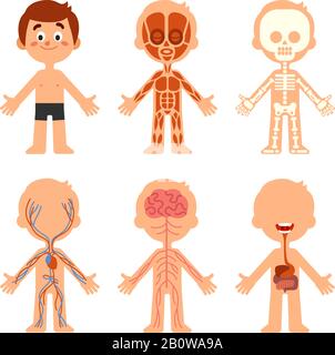 Cartoon Jungen Körperanatomie. Anatomische Karte für humanbiologische Systeme. Vektor-Darstellung von Skelett, Venen und Organen Stock Vektor