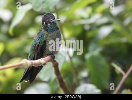 Talamance Kolibri Stockfoto