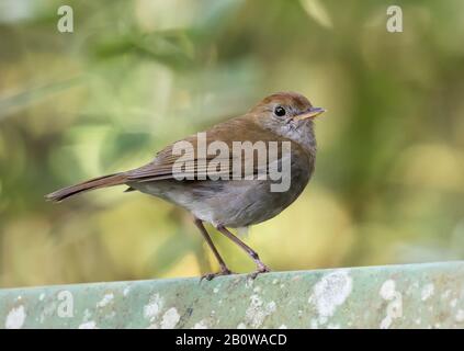 Roddy-capped Nachtigall-Drossel Stockfoto