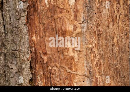 Brutkammern von holzbohrenden Insekten, Käfern, unter Rinde auf exponierten Stamm von süßer Kastanie, Wald longhorn spp, Cerambycidas Auslauflöcher Stockfoto