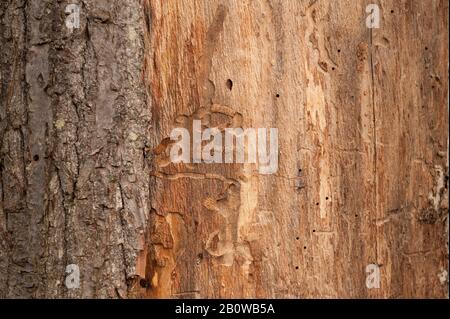 Brutkammern von holzbohrenden Insekten, Käfern, unter Rinde auf exponierten Stamm von süßer Kastanie, Wald longhorn spp, Cerambycidas Auslauflöcher Stockfoto