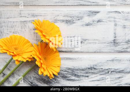 Gelbe Gerbera-Blume auf weiß gestrichenem Holzhintergrund, Platz für Text. Blumendesign. Schöner, botanischer Hintergrund. Stockfoto