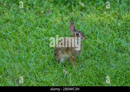 Ausgewachsenes Ostkottail-Kaninchen, das an einem sonnigen Tag im Frühjahr in grünem Gras im Hinterhof aufsitzt und wachsam ist Stockfoto