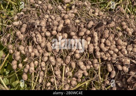 Invertierte Erdnüsse "Arachis hypogäa", Erdnussernte, Georgien. Stockfoto
