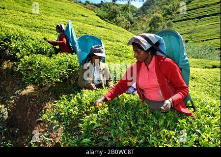 Sri Lanka, Nuwara Eliya, Teeplantage, tamilische Frauen, die Teeblätter zupfen Stockfoto