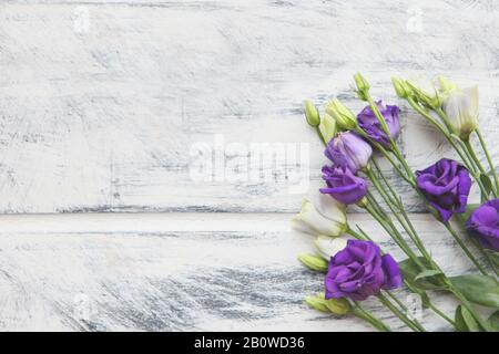 Violette und weiße Eustoma-Blume auf weiß lackiertem Holzhintergrund. Platz für Text kopieren. Blumen Hintergrund Design. Schöner, botanischer Hintergrund von Stockfoto