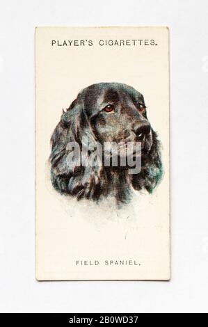 Die Zigarettenkarte des Spielers in Der Serie Dogs zeigt Field Spaniel. Jetzt als seltene Rasse angesehen und als Verletzliche native Rasse registriert. Herausgegeben 1929. Stockfoto