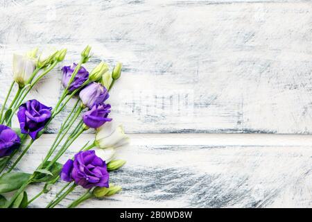 Violette und weiße Eustoma-Blume auf weiß lackiertem Holzhintergrund. Platz für Text kopieren. Blumen Hintergrund Design. Schöner, botanischer Hintergrund von Stockfoto