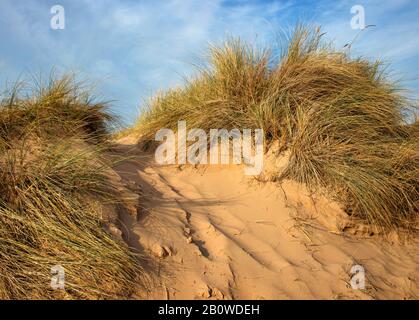 Marram-Gras auf einem geschützten Abschnitt des Strandes in St Annes on Sea, Lancashire, England, Großbritannien Stockfoto