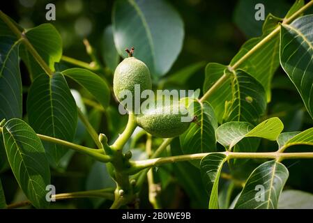 Englische Nussfrüchte (Juglans regia) Stockfoto