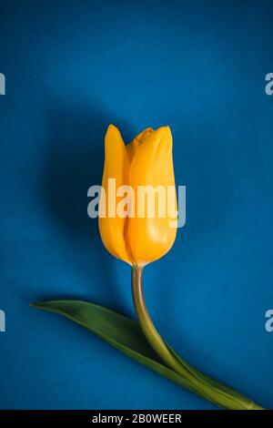 Blauer Frühling und Osterhintergrund mit gelben Tulpen auf dunkelblauem Hintergrund. Draufsicht mit Kopierbereich Stockfoto