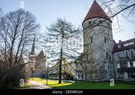 Mauer mit Türmen in der Altstadt von Tallinn, Estland. Mittelalterturm Im Sprint. Teil Der Stadtmauer. Alte Wände. Festungstürme und Kirche auf himmellichem Hintergrund Stockfoto