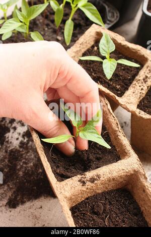 Bauern Pflanzen Pfefferwürmlinge tauchen im Frühjahr ein Stockfoto