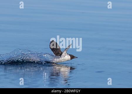 Dickes Murre/Brünnichs guillemot (Uria lomvia)-Landung im arktischen Meerwasser, Spitzbergen/Spitzbergen, Norwegen Stockfoto