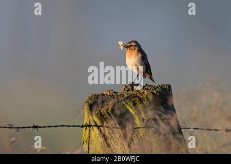 Whinchat (Saxicola rubetra/Motacilla rubetra) Weibchen mit Insektenbeuter im Schnabel auf Holzzaunpfosten entlang der Wiese Stockfoto