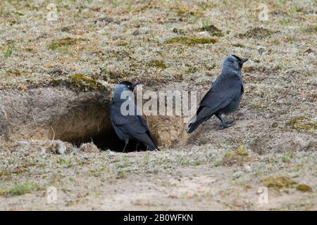 Westliche Jackdaws/Europäische Jackdaw (Corvus monedula / Coloeus monedula) Paar vor dem Nest in Kaninchengraben/warren im Frühjahr Stockfoto